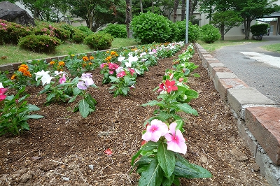 花の植え付け2