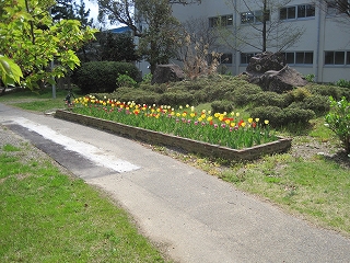 花の植え付け4