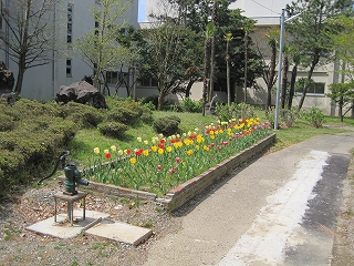 花の植え付け2