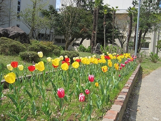 花の植え付け3
